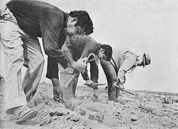 Workers using the short-handled hoe. Photograph by George Ballis.