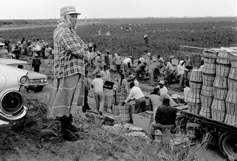 Maria Moreno and migrant laborers in the field. Photography by George Ballis.