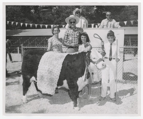 Row of cows, circa 1920. Merced County UC Cooperative Extension Records.
