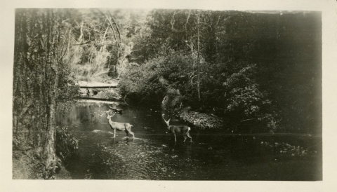 Two deer crossing a stream close to camp