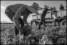 Farmworkers harvest watermelons early in the morning in a field near Arvin.